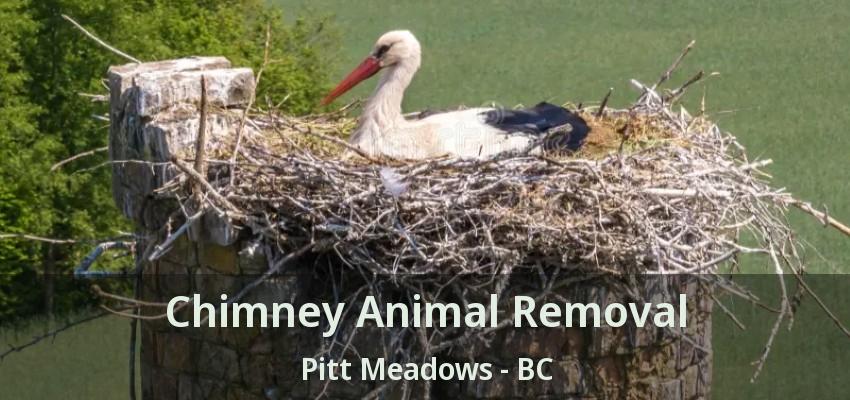 Chimney Animal Removal Pitt Meadows - BC