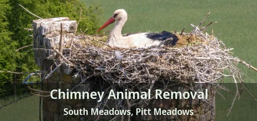 Chimney Animal Removal South Meadows, Pitt Meadows - BC