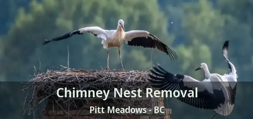 Chimney Nest Removal Pitt Meadows - BC